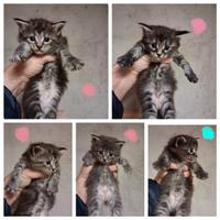 Cuccioli di maine coon