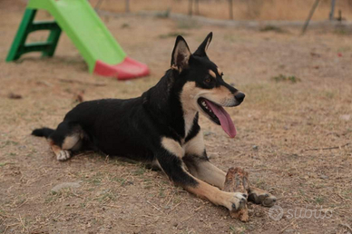 Cagnolina femmina in adozione