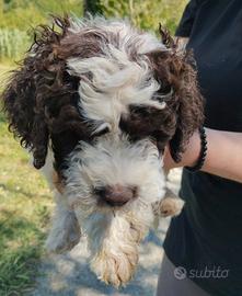Lagotto romagnolo