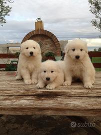 Cuccioli pastore maremmano abruzzese