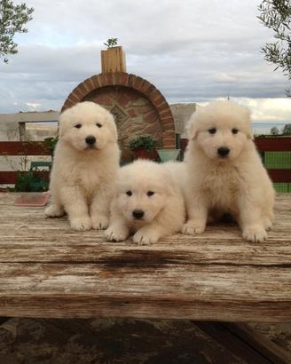 Cuccioli pastore maremmano abruzzese