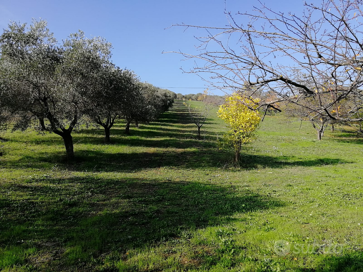 Terreno Agricolo Villa Santa Maria di Spoltore - Vista 3