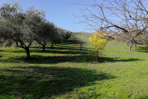 Terreno Agricolo Villa Santa Maria di Spoltore