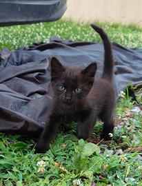 Cucciolo di gatto nero