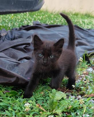 Cucciolo di gatto nero