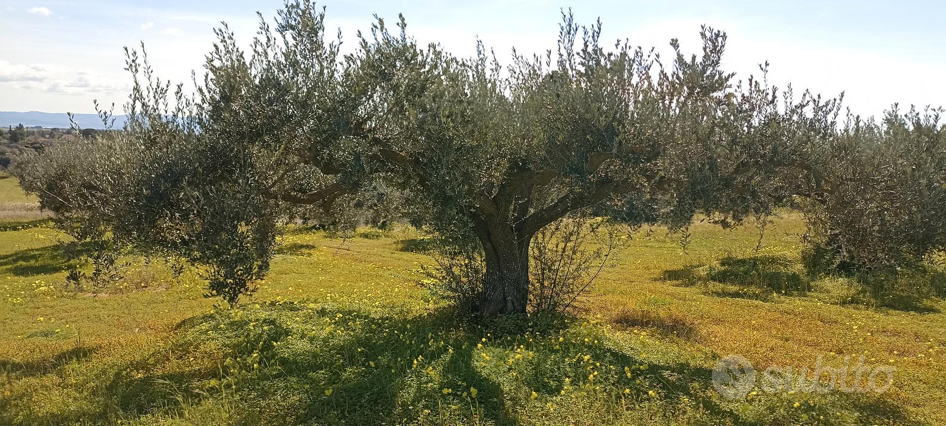 Terreno agricolo uliveto - Vista 2