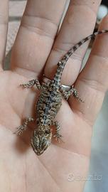 Pogona vitticeps hypo red eHET hypo red