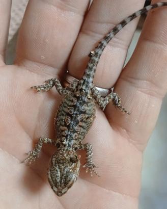 Pogona vitticeps varie morph leggi descrizione