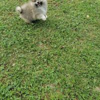 Volpino Spitz della Pomerania (maschietto)