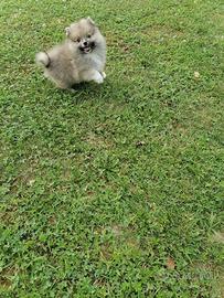 Volpino Spitz della Pomerania (maschietto)