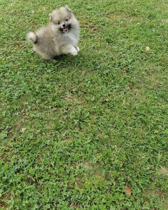 Volpino Spitz della Pomerania (maschietto)