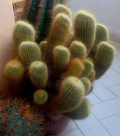 Cactus torre dorata