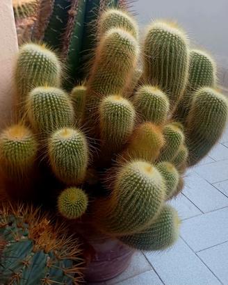 Cactus torre dorata