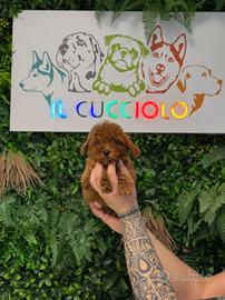 Cuccioli di barbonvini toy maschi e femmine