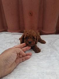 Barboncino toy/mini toy