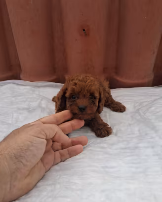 Barboncino toy/mini toy