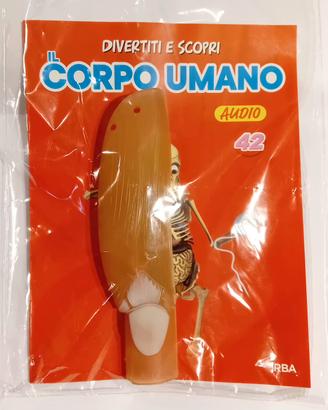 N. 42 Corpo Umano edizione 2024