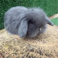 Coniglio nano fuzzy lop blu