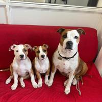 Amstaff 3 mesi