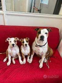 Amstaff 3 mesi