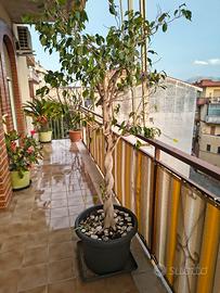 2 Alberi ficus benjamin