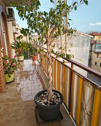 2 Alberi ficus benjamin