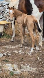 Cavalla paint con puledro