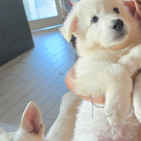 Cuccioli Pastore Svizzero Bianco