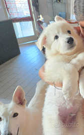 Cuccioli Pastore Svizzero Bianco