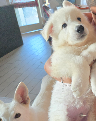 Cuccioli Pastore Svizzero Bianco
