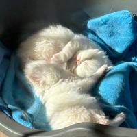 Persiani cuccioli red point