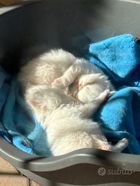 Persiani cuccioli red point