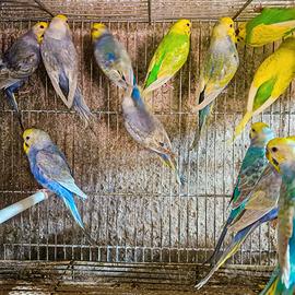 Pappagalli cocorite raimbow