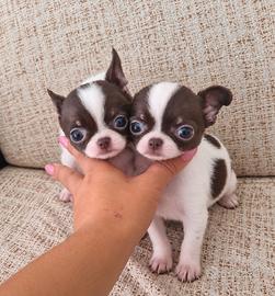 chihuahua mini toy