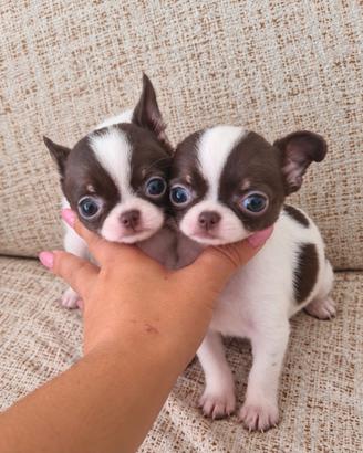 chihuahua mini toy