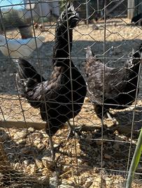 Coppia ayam cemani