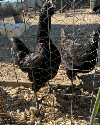 Coppia ayam cemani