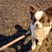 Chihuahua lilac bianco x monta