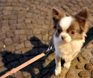 Chihuahua lilac bianco x monta