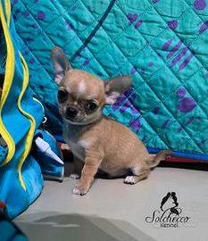 Chihuahua pelo corto con pedigree