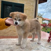 Cucciola di Akita inu