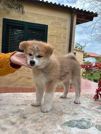 Cucciola di Akita inu