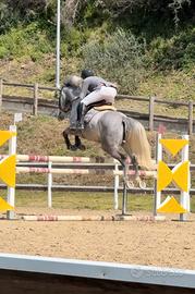 Cavalla da primo grado del 2020