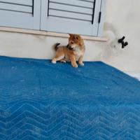 Shiba Inu con pedigree ENCI