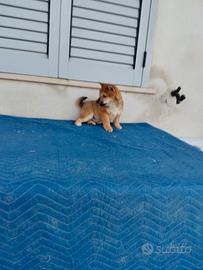 Shiba Inu con pedigree ENCI