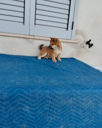 Shiba Inu con pedigree ENCI