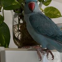 Parrocchetto dal collare