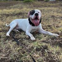 Dogo argentino pirata x monte