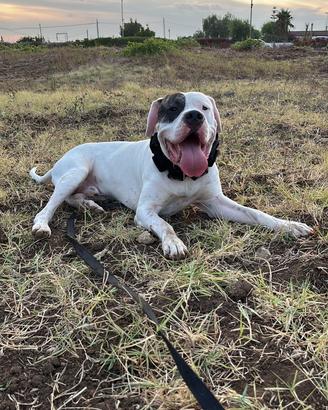 Dogo argentino pirata x monte