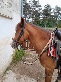 Pony 136